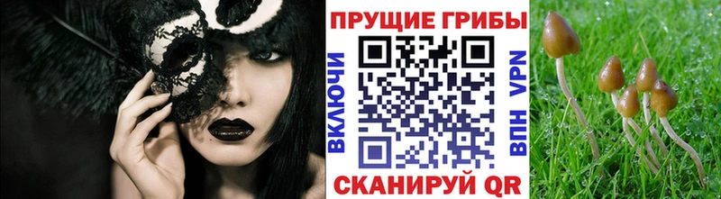 Галлюциногенные грибы Psilocybine cubensis  сколько стоит  Порхов 